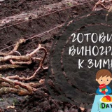 Как и кога да покрием гроздето за зимата...